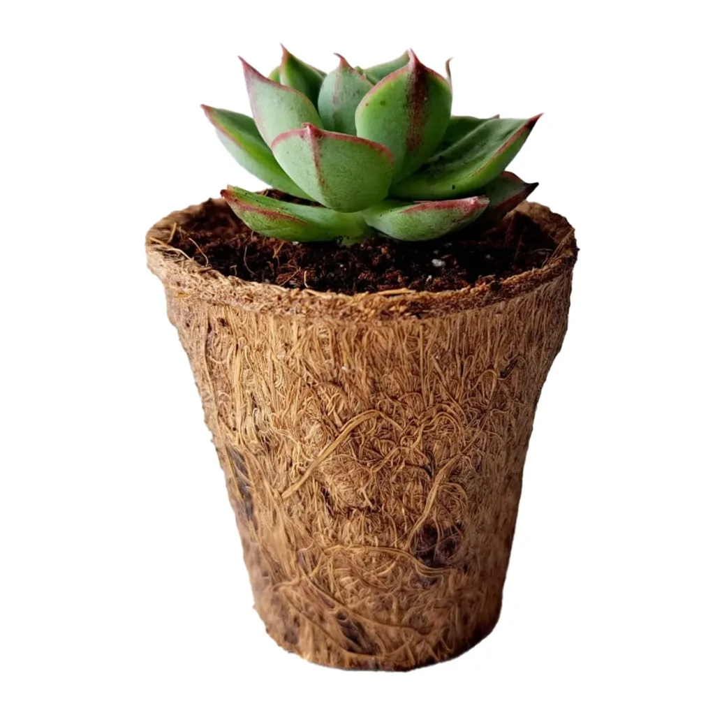 Regalo natural y ecológico